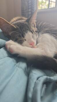 Cidre -  Domestic Short Hair Cat for Adoption in Montreal, Quebec - Cidre | PetCurious