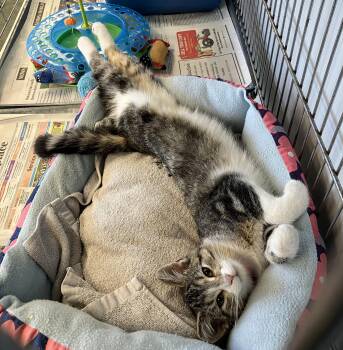 Stripes 2 -  Domestic Short Hair Cat for Adoption in Parma, Ohio - Stripes 2 | PetCurious