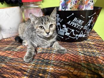 PEPPER -  Domestic Short Hair Cat for Adoption in Beaumont, California - PEPPER | PetCurious