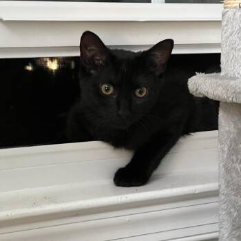 Rescue Domestic Short Hair Cats for Adoption in Calverton, Maryland - Flare | PetCurious