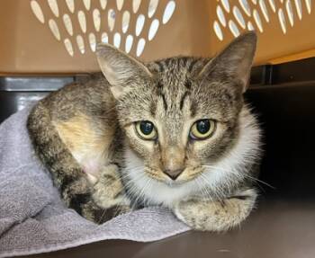 Rescue Domestic Short Hair Cats for Adoption in Cumming, Georgia - Cherry 1380-25 | PetCurious