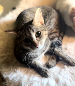 Rescue Domestic Short Hair Cats for Adoption in Phoenix, Arizona - Havana | PetCurious