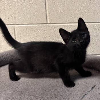 Yoshi -  Domestic Short Hair Cat Available for Adoption in Charleston, South Carolina - Yoshi | PetCurious