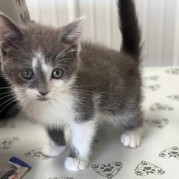 Domestic Short Hair Cats Available for Adoption in Lancaster, Ohio - Eleanor | PetCurious