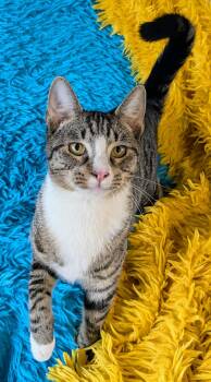 Speedy -  Domestic Short Hair Cat for Adoption in Jacksonville, Texas - Speedy | PetCurious