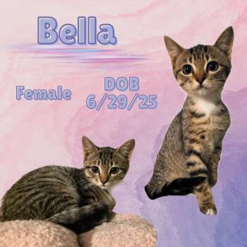 Rescue Domestic Short Hair Cats for Adoption in Caldwell, Texas - Bella | PetCurious