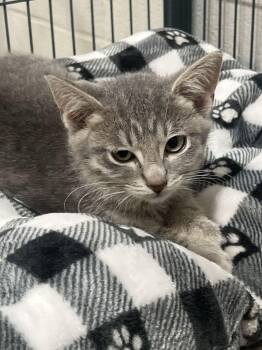 Ernie -  Domestic Short Hair Cat for Adoption in Jackson, Michigan - Ernie | PetCurious