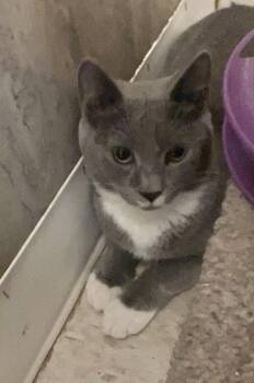 Lavender -  Domestic Short Hair Cat for Adoption in Dublin, Ohio - Lavender | PetCurious