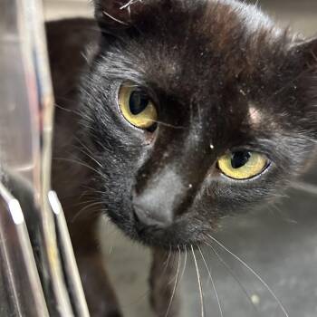 Domestic Short Hair Cats Available for Adoption in Ottawa, Kansas - Groot | PetCurious