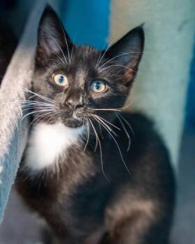 Wells -  Domestic Short Hair Cat for Adoption in Pequot Lakes, Minnesota - Wells | PetCurious