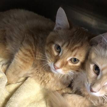 Billy Butcher -  Domestic Short Hair Cat for Adoption in Oak Park, Illinois - Billy Butcher | PetCurious