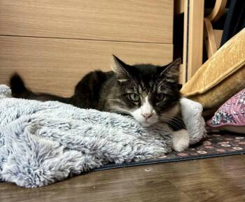 Beau -  Domestic Medium Hair and Tabby Cat for Adoption in Myrtle Beach, South Carolina - Beau | PetCurious