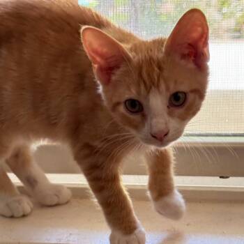 Rescue Domestic Short Hair Cats for Adoption in Abbeville, South Carolina - 1337 Arancia | PetCurious
