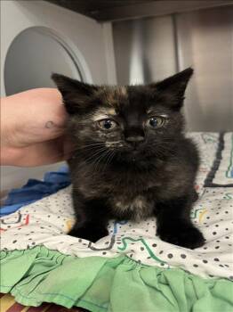 Domestic Long Hair Cats Available for Adoption in Houston, Texas - A654985 | PetCurious