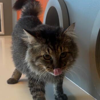 Boo Boo -  Domestic Long Hair Cat for Adoption in Bentonville, Arkansas - Boo Boo | PetCurious