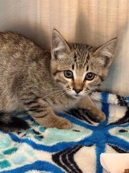 SANDLOT -  Domestic Short Hair Cat for Adoption in Tustin, California - SANDLOT | PetCurious