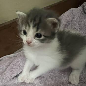 Kyra -  Domestic Short Hair Cat for Adoption - Kyra | PetCurious