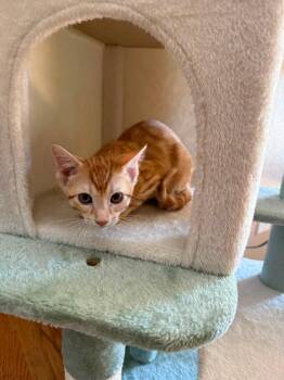 Netflix -  Domestic Short Hair Cat for Adoption in Colorado Springs, Colorado - Netflix | PetCurious
