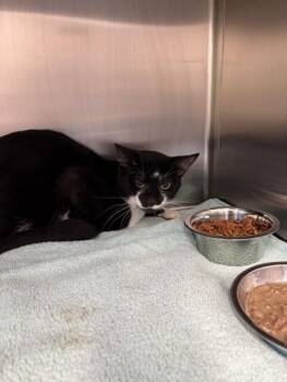 Mowgli -  Domestic Short Hair Cat for Adoption in Providence Forge, Virginia - Mowgli | PetCurious
