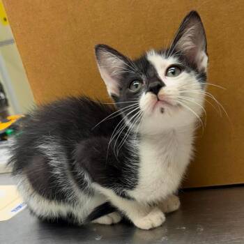 Warner 26-07-127 -  Domestic Short Hair Cat for Adoption in Bastrop, Texas - Warner 26-07-127 | PetCurious