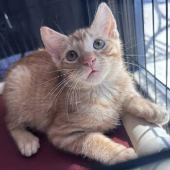 Bungalow Bill -  Domestic Short Hair Cat for Adoption in Salt Lake City, Utah - Bungalow Bill | PetCurious