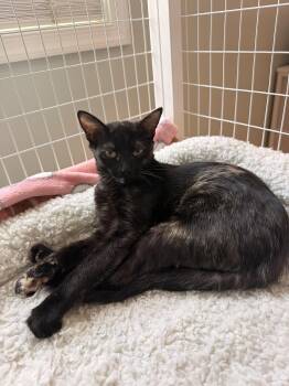 Biscotti -  Tortoiseshell Cat for Adoption in Suffolk, Virginia - Biscotti | PetCurious