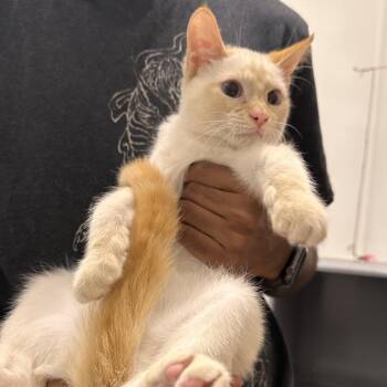 Butch -  Domestic Short Hair Cat for Adoption in Prosper, Texas - Butch | PetCurious