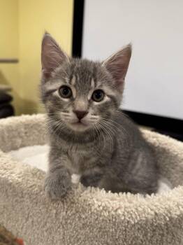 Gryphon -  Tabby Cat for Adoption in Hamilton, Ontario - Gryphon | PetCurious