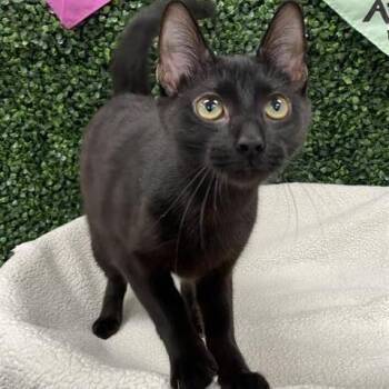 Domestic Short Hair Cats Available for Adoption - Doris | PetCurious