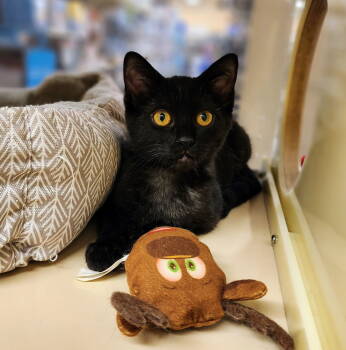 Rescue Domestic Short Hair Cats for Adoption in Garland, Texas - Matilda "Mattie" | PetCurious