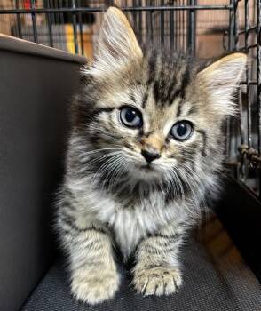 Chevy -  Domestic Long Hair Cat for Adoption in Dalton, Georgia - Chevy | PetCurious