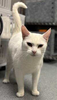 PICO -  Domestic Short Hair Cat for Adoption in Indianapolis, Indiana - PICO | PetCurious