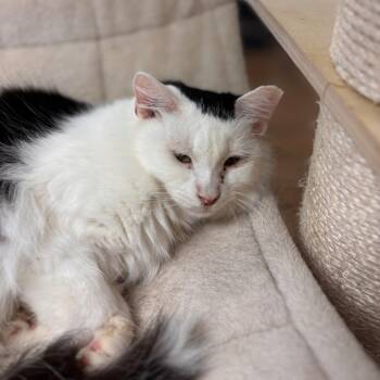 Rescue Domestic Long Hair Cats for Adoption in Midland, Texas - Kelly | PetCurious