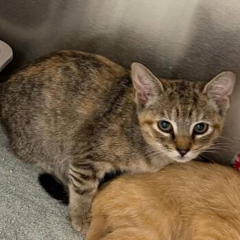 Foxy Loxy -  Domestic Short Hair Cat for Adoption - Foxy Loxy | PetCurious