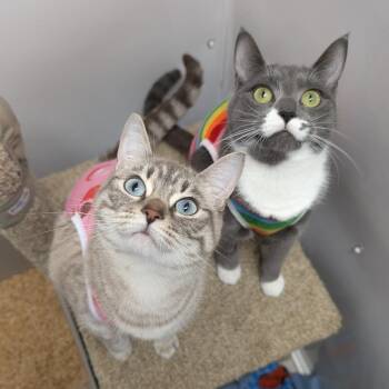 Luna -  Domestic Short Hair Cat for Adoption in Puslinch, Ontario - Luna | PetCurious