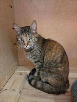 Moonbeam Ice Cream -  Domestic Short Hair Cat for Adoption in Scottsbluff, Nebraska - Moonbeam Ice Cream | PetCurious