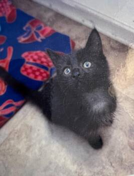 Domestic Short Hair Cats Available for Adoption - Sam | PetCurious