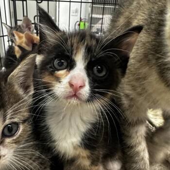 Coraline -  Domestic Short Hair Cat for Adoption in Manhattan, Kansas - Coraline | PetCurious