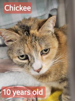 Chickee -  Domestic Short Hair Cat for Adoption in Mechanicsburg, Pennsylvania - Chickee | PetCurious