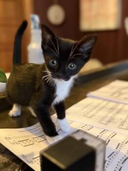 Rescue Tuxedo and Domestic Short Hair Cats for Adoption in Hi Vista, California - Banshee | PetCurious