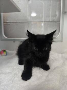 Moira -  Domestic Medium Hair and Domestic Short Hair Cat for Adoption in Savannah, Georgia - Moira | PetCurious