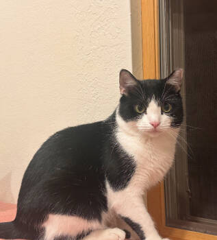 Rescue Domestic Short Hair Cats for Adoption in Albuquerque, New Mexico - Pepe Le Mew | PetCurious