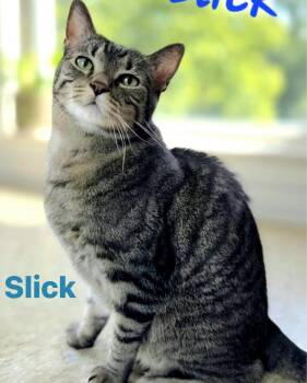 Slick -  Domestic Short Hair Cat for Adoption in Hazlet, New Jersey - Slick | PetCurious
