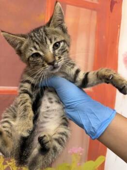GABE -  Domestic Short Hair Cat for Adoption in San Bernardino, California - GABE | PetCurious