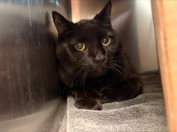 Post Malone -  Domestic Short Hair Cat for Adoption in Stratham, New Hampshire - Post Malone | PetCurious