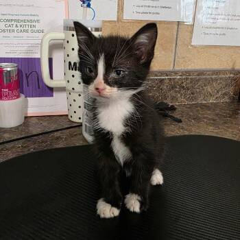 Domestic Short Hair Cats Available for Adoption in Eureka Springs, Arkansas - Bouncy | PetCurious
