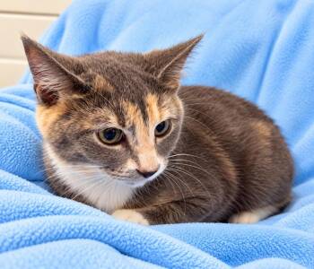 Penelope -  Domestic Short Hair Cat for Adoption in Lagrange, Indiana - Penelope | PetCurious