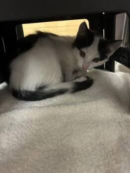 Allison -  Domestic Short Hair Cat for Adoption in Wichita, Kansas - Allison | PetCurious