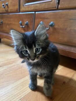 Domestic Long Hair Cats Available for Adoption in Fort Collins, Colorado - Sally | PetCurious