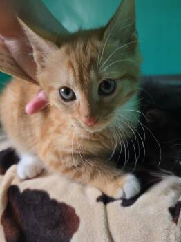 Buster -  Domestic Short Hair Cat for Adoption in Pine Grove, Pennsylvania - Buster | PetCurious